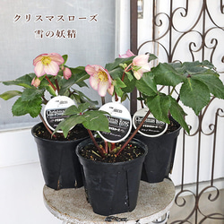 鉢花 開花株 クリスマスローズ 雪の妖精 5号 多年草 メリクロン 一重