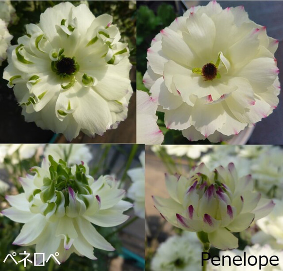 花苗□ラナンキュラス ラックスシリーズ最新品種□ペネロペ