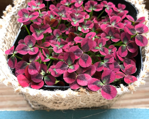 イザベラ♡赤い四つ葉のクローバー♡毎年咲きます♡ガーデニング