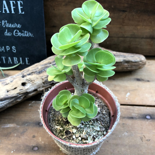 大きいサイズ♡木立♡希少♡モロコエンシス♡多肉植物♡インテリア