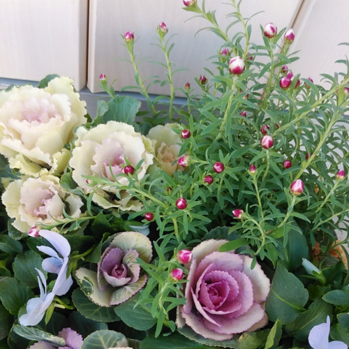 パステルカラーのバスケットの寄せ植え その他インテリア雑貨 アイビー