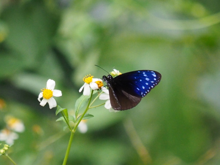 ツマムラサキマダラ