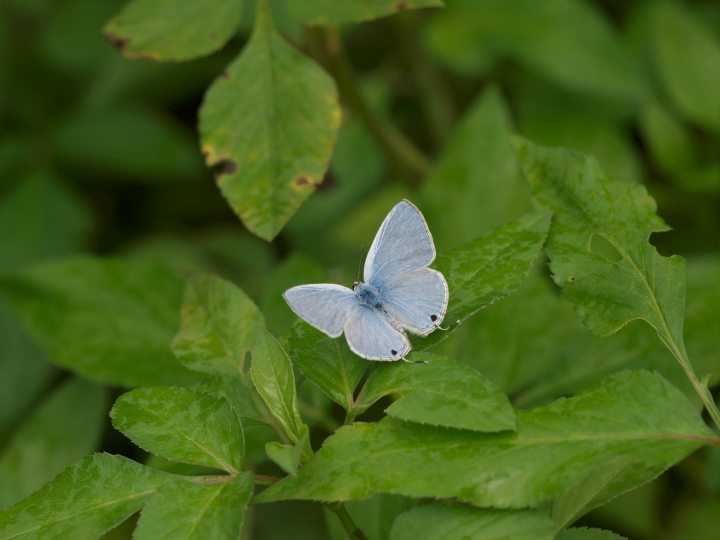ウスアオオナガウラナミシジミ