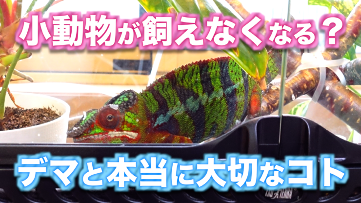 飼養管理基準】爬虫類にも“数値規制”の波が？敵対ではなく協力を