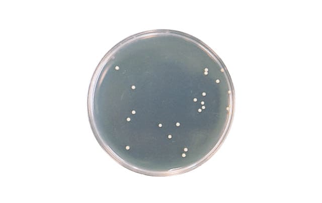 LES | シャンソン化粧品