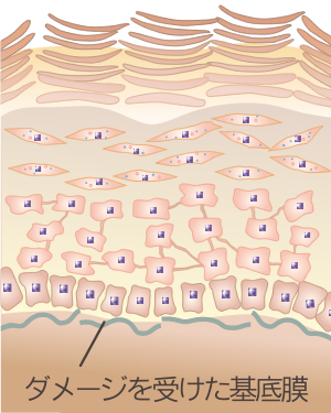 PROGRAM28 | シャンソン化粧品