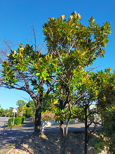気になる樹 | 知北平和公園組合
