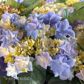 童仙房ナーセリー＆ガーデンのお庭のあじさいシリーズ（ハイドランジア
