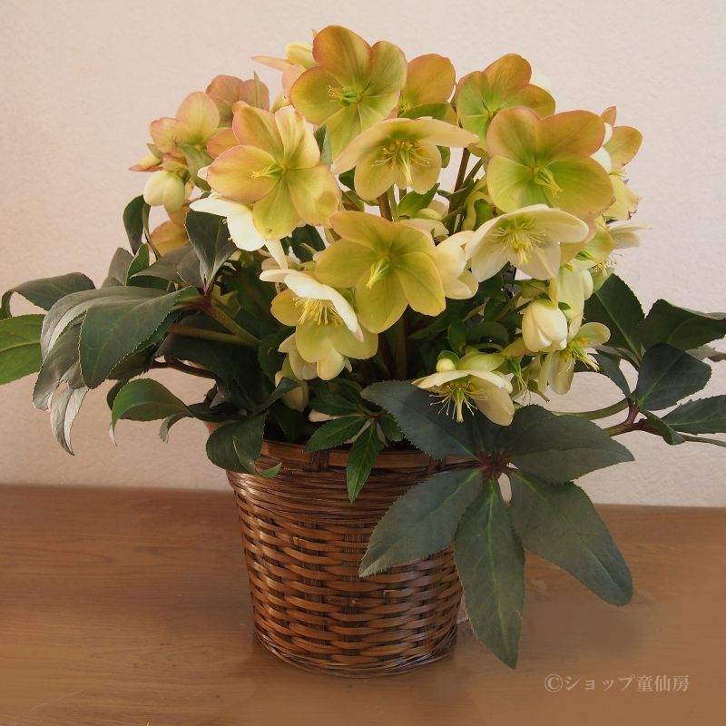 クリスマスローズ,童仙房ナーセリー＆ガーデンのクリスマスローズ