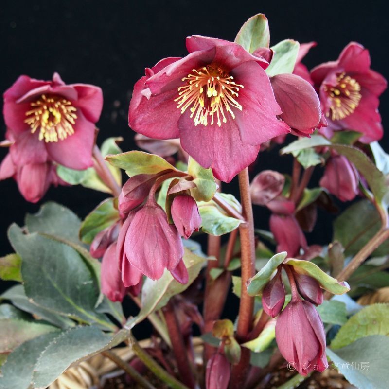 クリスマスローズ,童仙房ナーセリー＆ガーデンのクリスマスローズ,品種