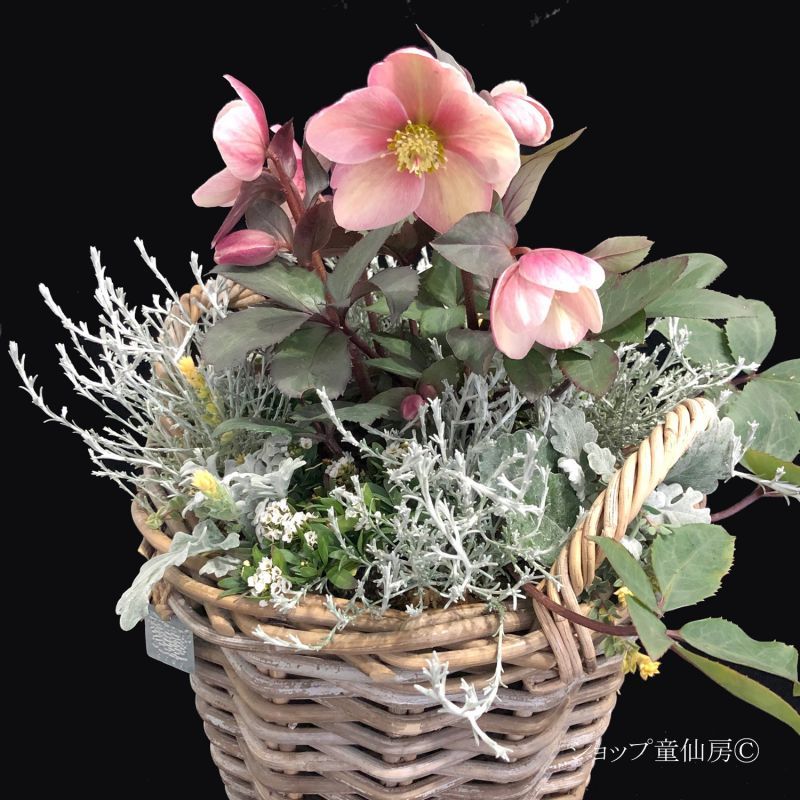 クリスマスローズはキリストの誕生花・寒い冬に満開のクリスマスローズ