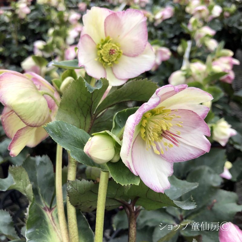 クリスマスローズ,童仙房ナーセリー＆ガーデンのクリスマスローズ,氷の