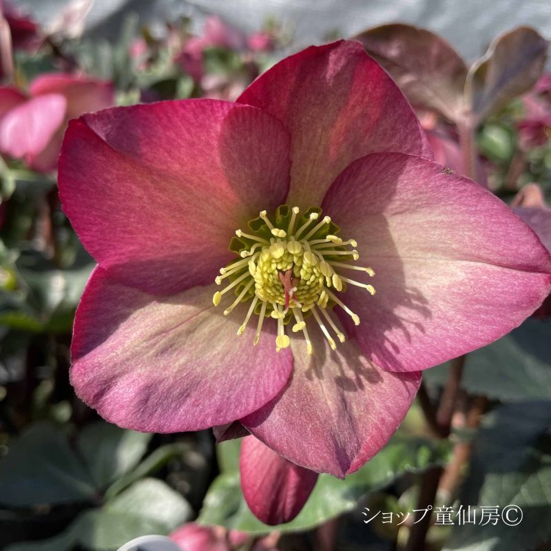 クリスマスローズ,童仙房ナーセリー＆ガーデンのクリスマスローズ,氷の