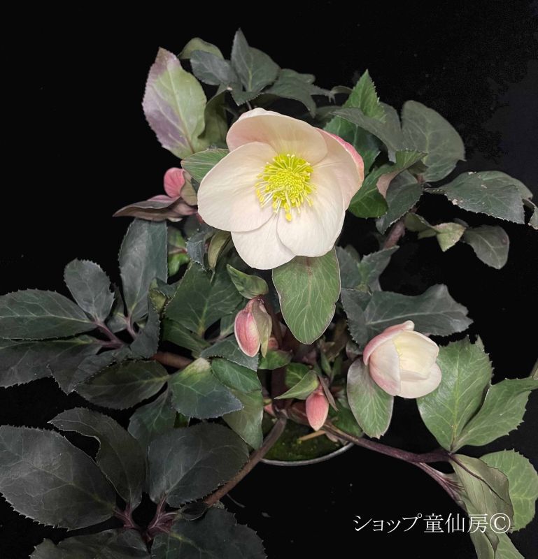 クリスマスローズ,童仙房ナーセリー＆ガーデンのクリスマスローズ