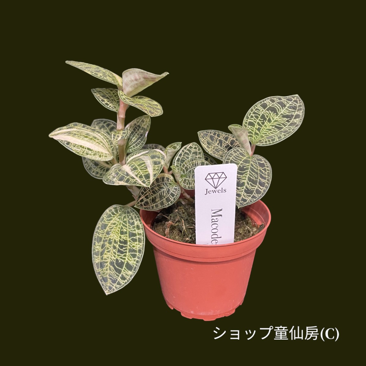 童仙房ナーセリー生産のジュエルオーキッド マコデスペトラ・斑入り