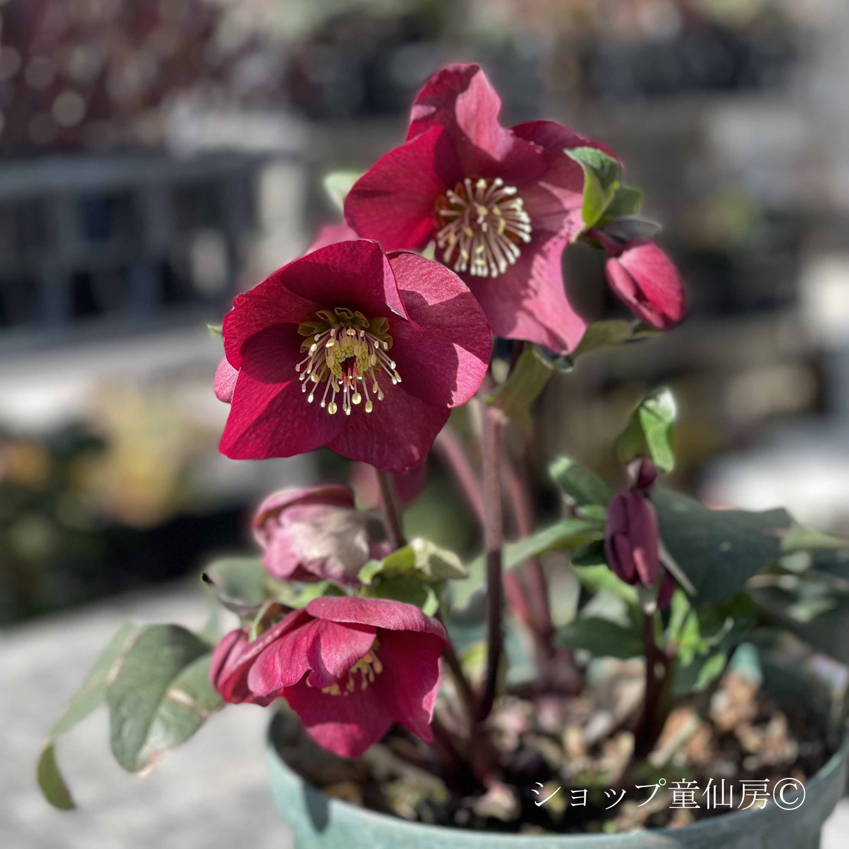 クリスマスローズ,童仙房ナーセリー＆ガーデンのクリスマスローズ,氷の