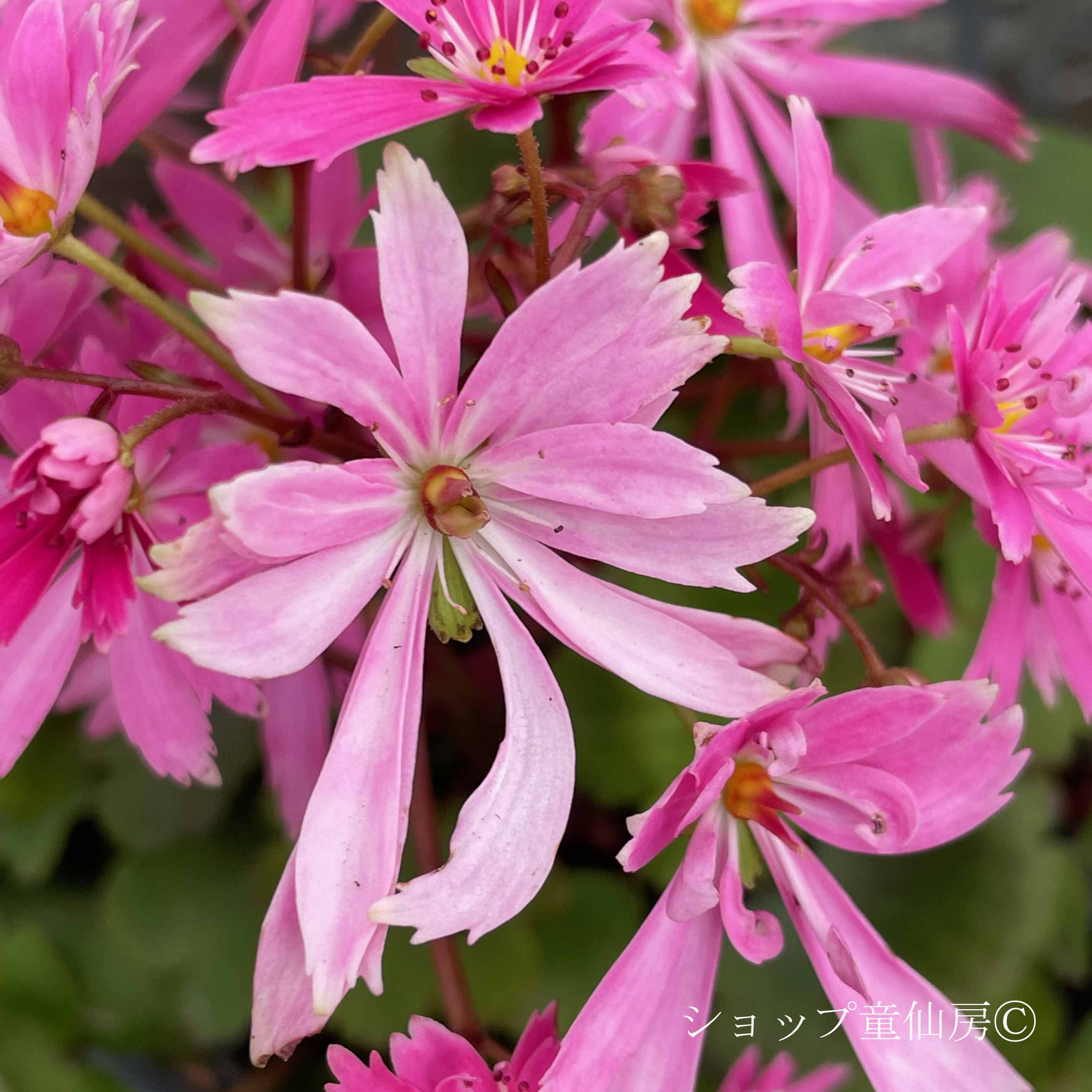 クリスマスローズ専門店ショップ童仙房 サキシフラガ・ダンシング
