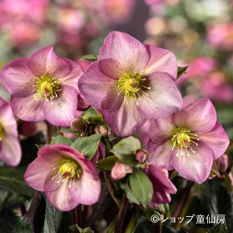 クリスマスローズ,童仙房ナーセリー＆ガーデンのクリスマスローズ,氷の