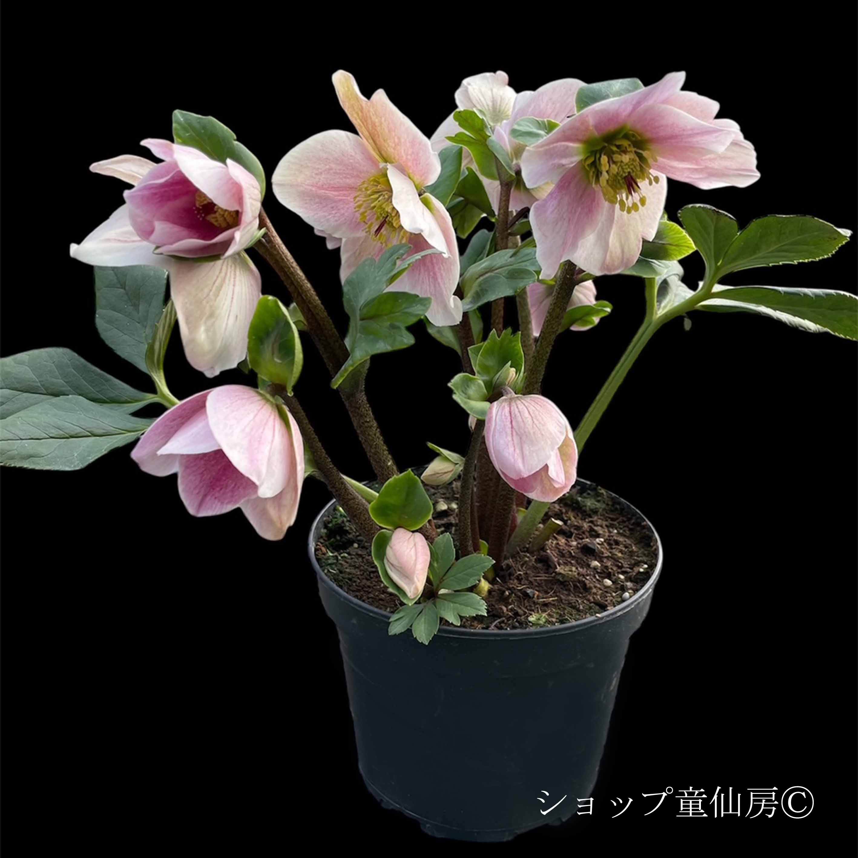 クリスマスローズ,童仙房ナーセリー＆ガーデンのクリスマスローズ,雪の