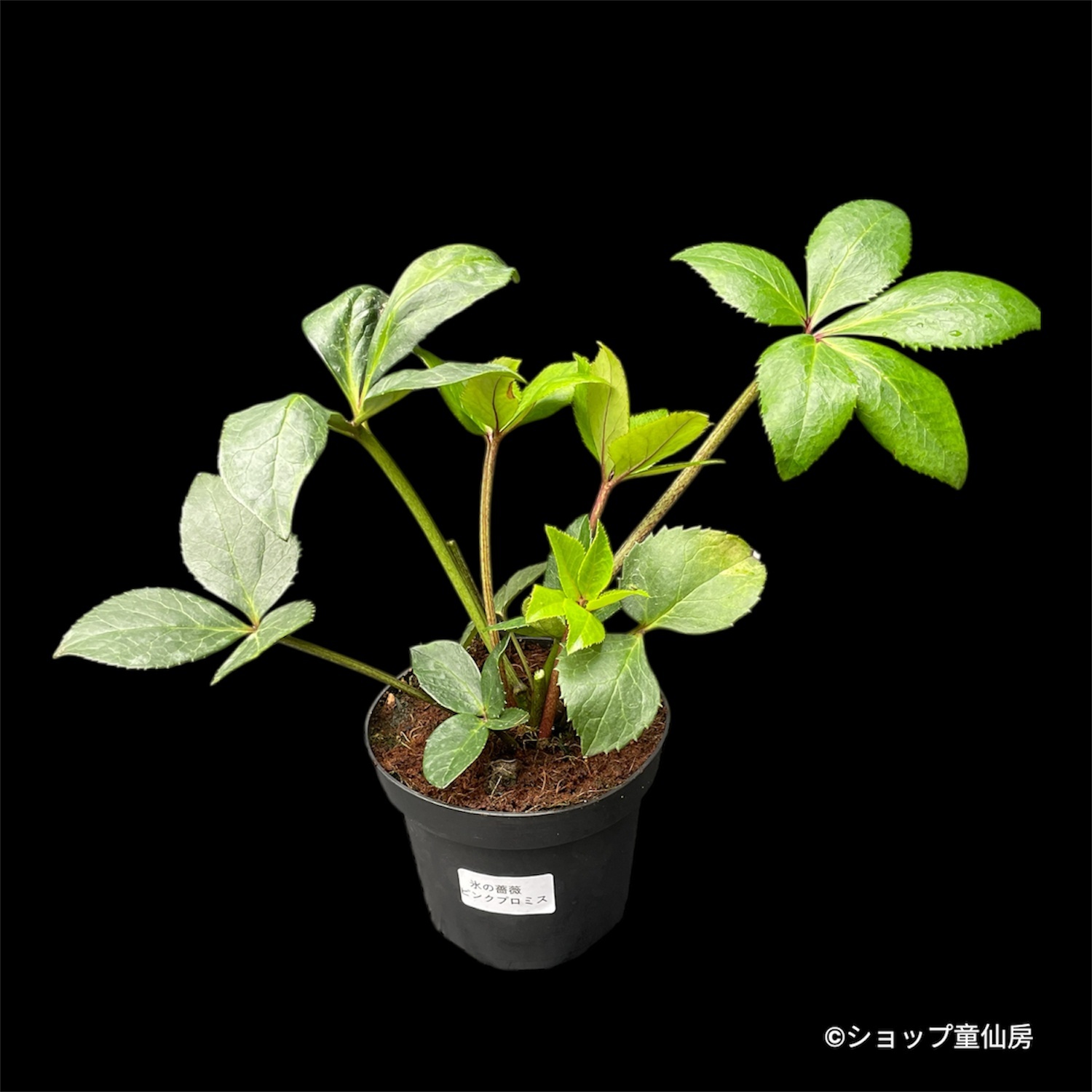 クリスマスローズ,童仙房ナーセリー＆ガーデンのクリスマスローズ,氷の