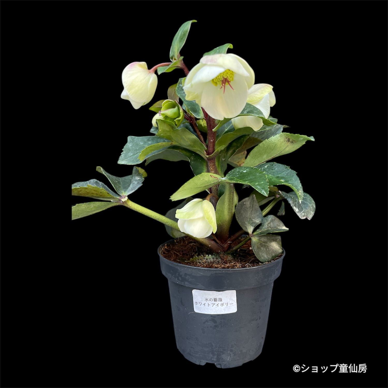 クリスマスローズ,童仙房ナーセリー＆ガーデンのクリスマスローズ