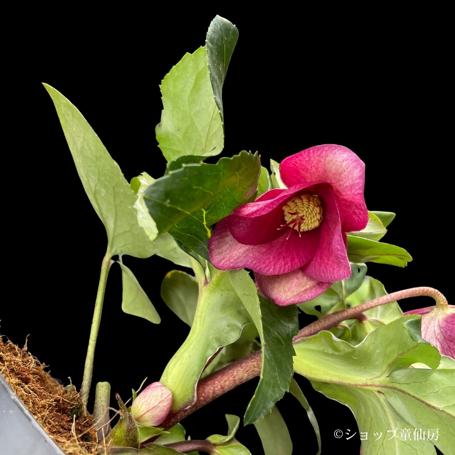 クリスマスローズ,童仙房ナーセリー＆ガーデンのクリスマスローズ