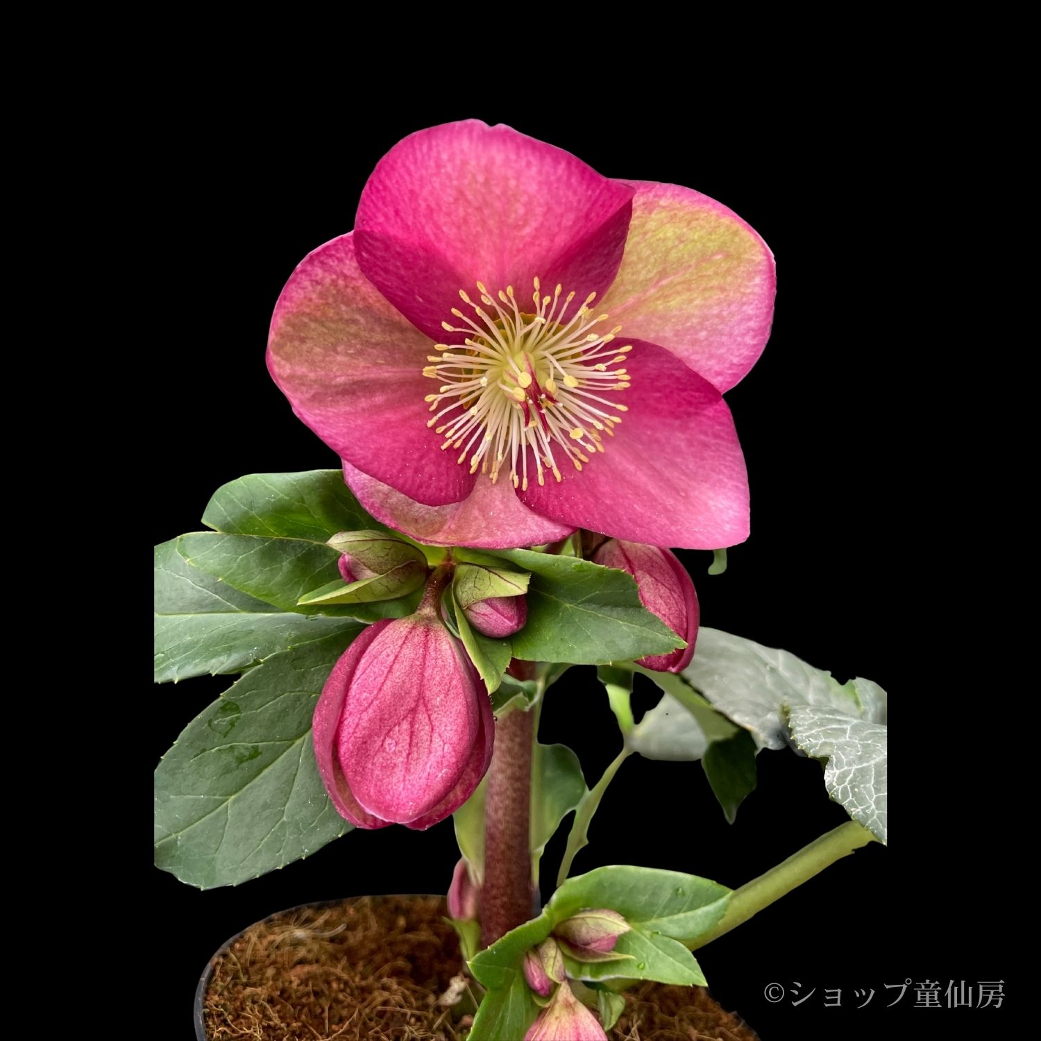 クリスマスローズ,童仙房ナーセリー＆ガーデンのクリスマスローズ