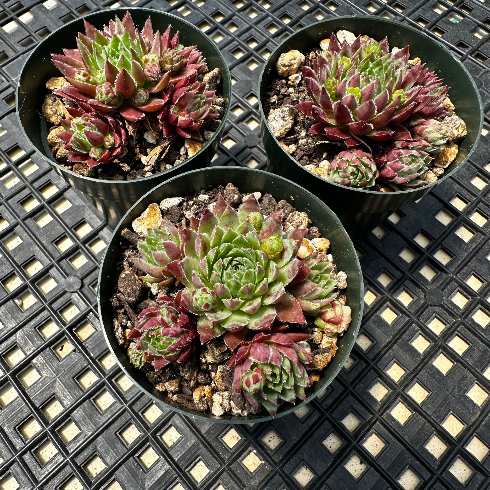 Sempervivum and Jovibarba – Chubby Leaf Succulents