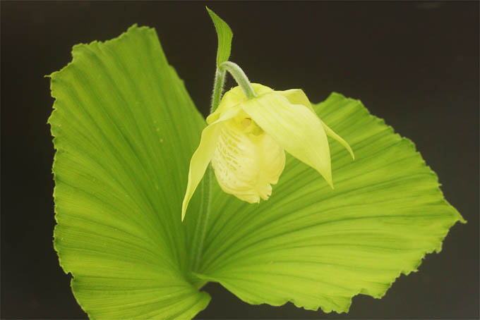 黄花クマガイソウ - 「中越植物園オンラインショップ」