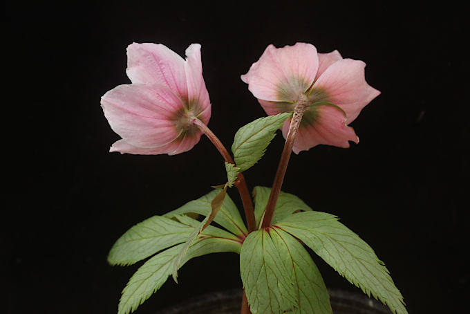 ヘレボルス チベタヌス（クリスマスローズ チベタヌス） - 「中越