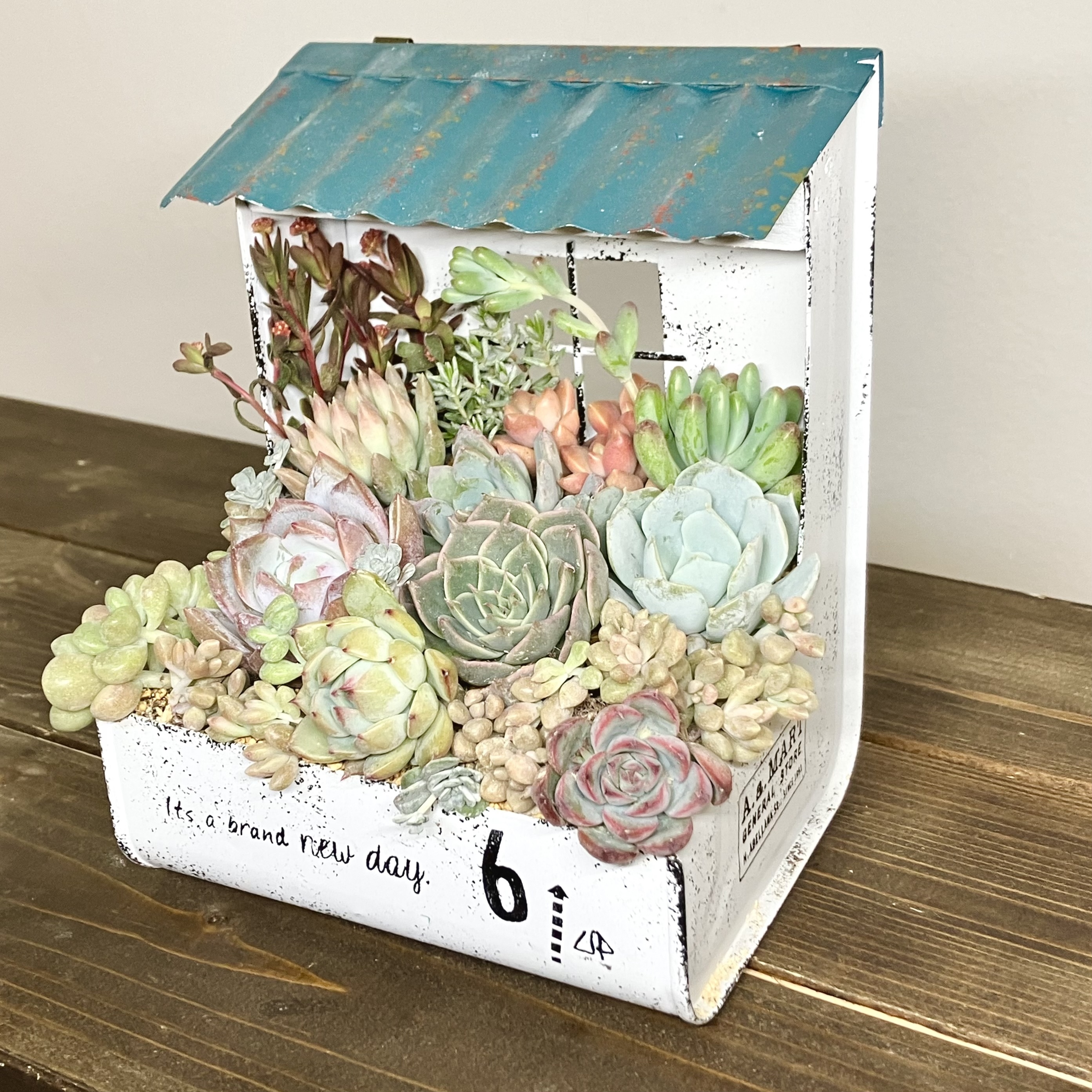 多肉植物の寄せ植え🌱 | CAINZ DIY Square