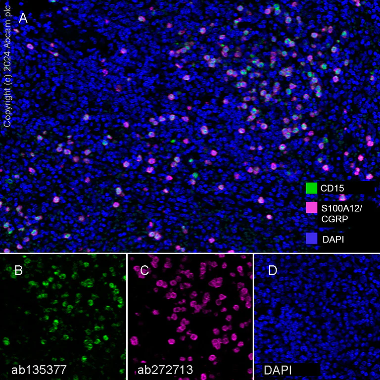 Anti-CD15 antibody [SP159] - BSA and Azide free (ab240092) | Abcam