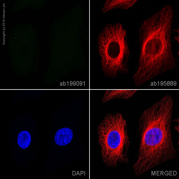 Alexa Fluor® 488 Rabbit IgG, monoclonal [EPR25A] - Isotype Control