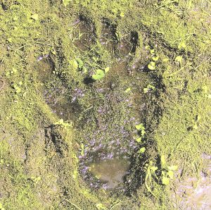 ザ・クロマニヨンズ(初回生産限定盤)(DVD付) 中古CD | ブックオフ公式