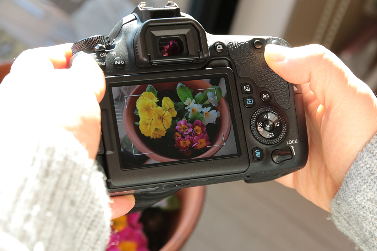 プロ厳選・初心者におすすめのデジタル一眼レフカメラを実写で比較