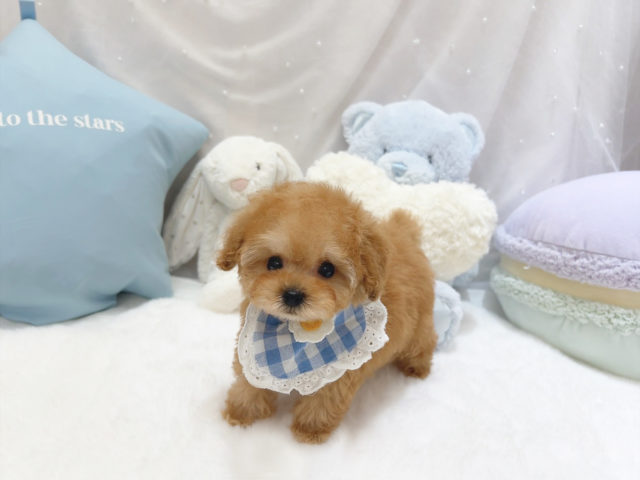 アプリコット - トイプードル・ティーカッププードルのブリーダー