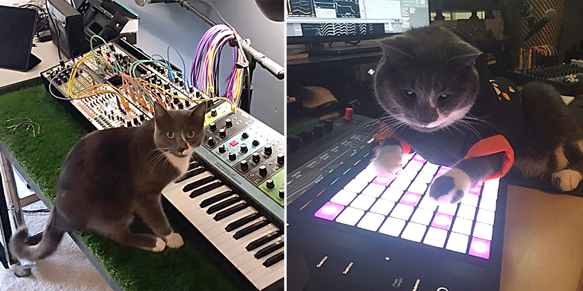 Basinski the Synth Cat Suddenly Throws Down His Signature Sound on