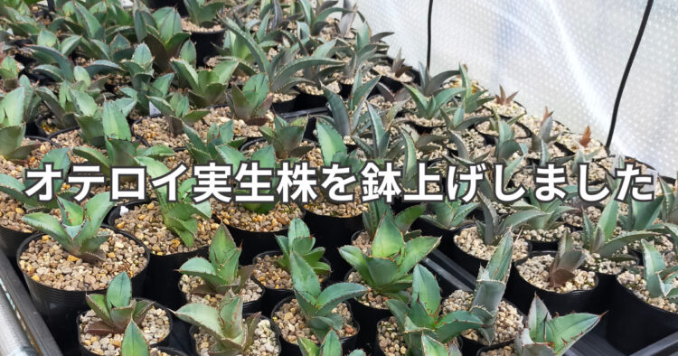 アガベ・オテロイ実生株の育て方と成長記録 - Agave Lab｜アガベ