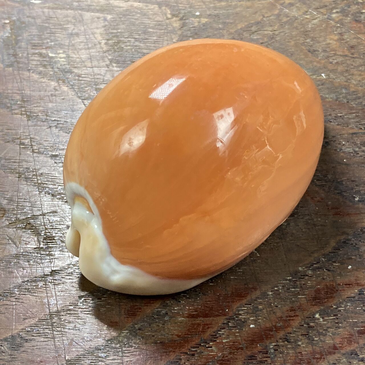 自然・標本 :: 標本 :: ナンヨウダカラ Golden Cowry 82mm ラベルなし