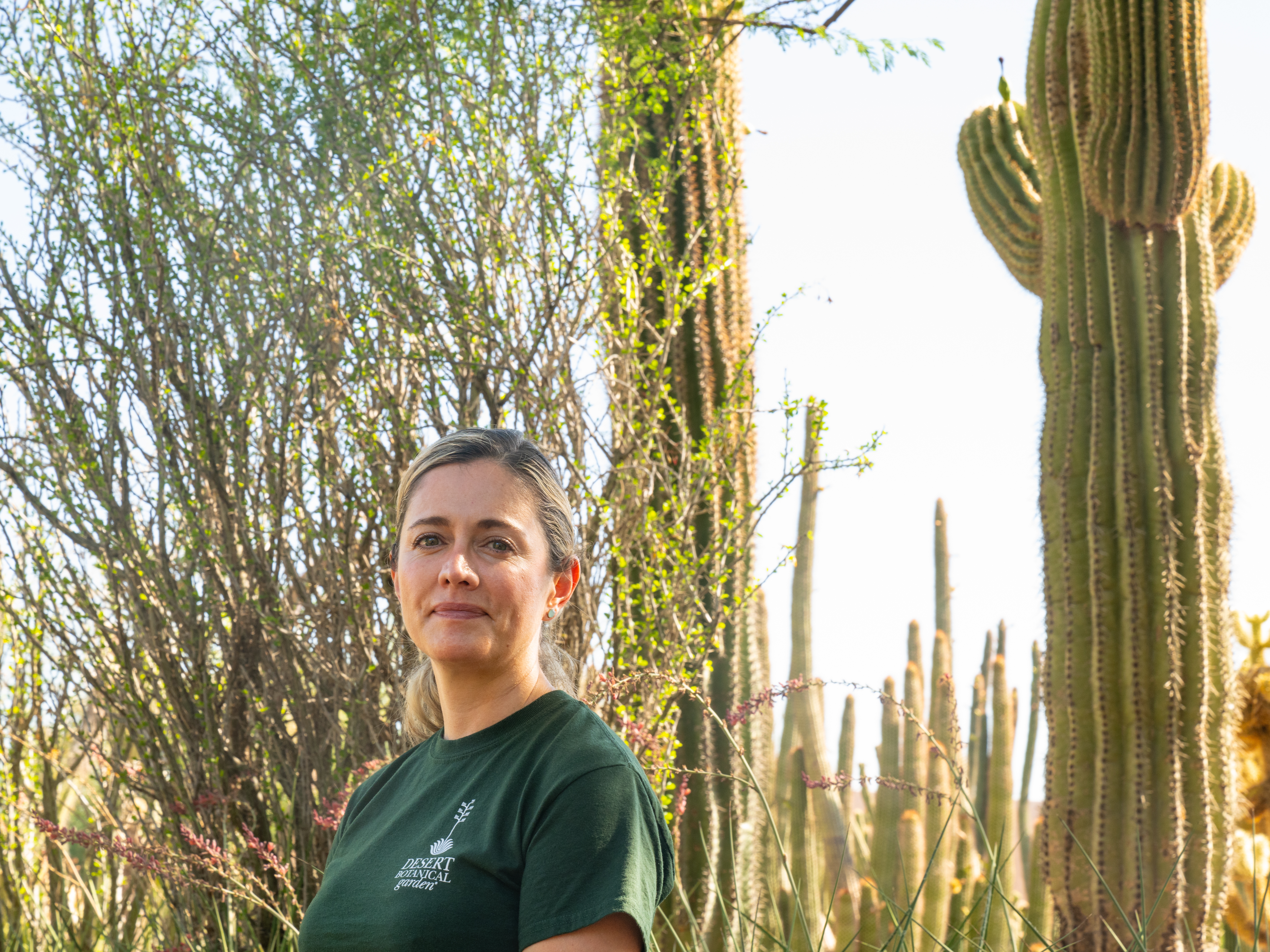 Giant old saguaros can be resilient. It's baby saguaros