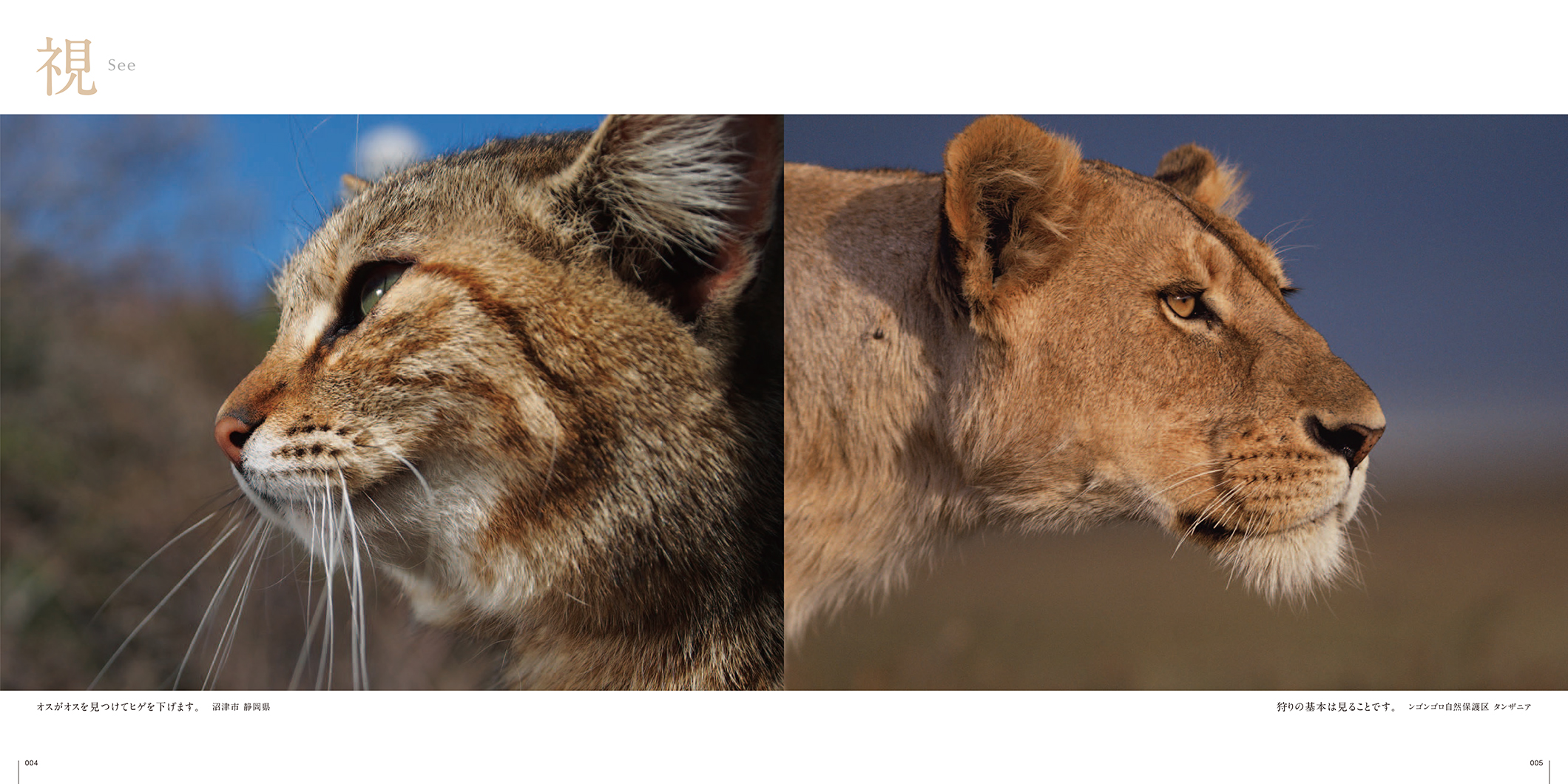 写真集『ネコライオン』 | 株式会社クレヴィス