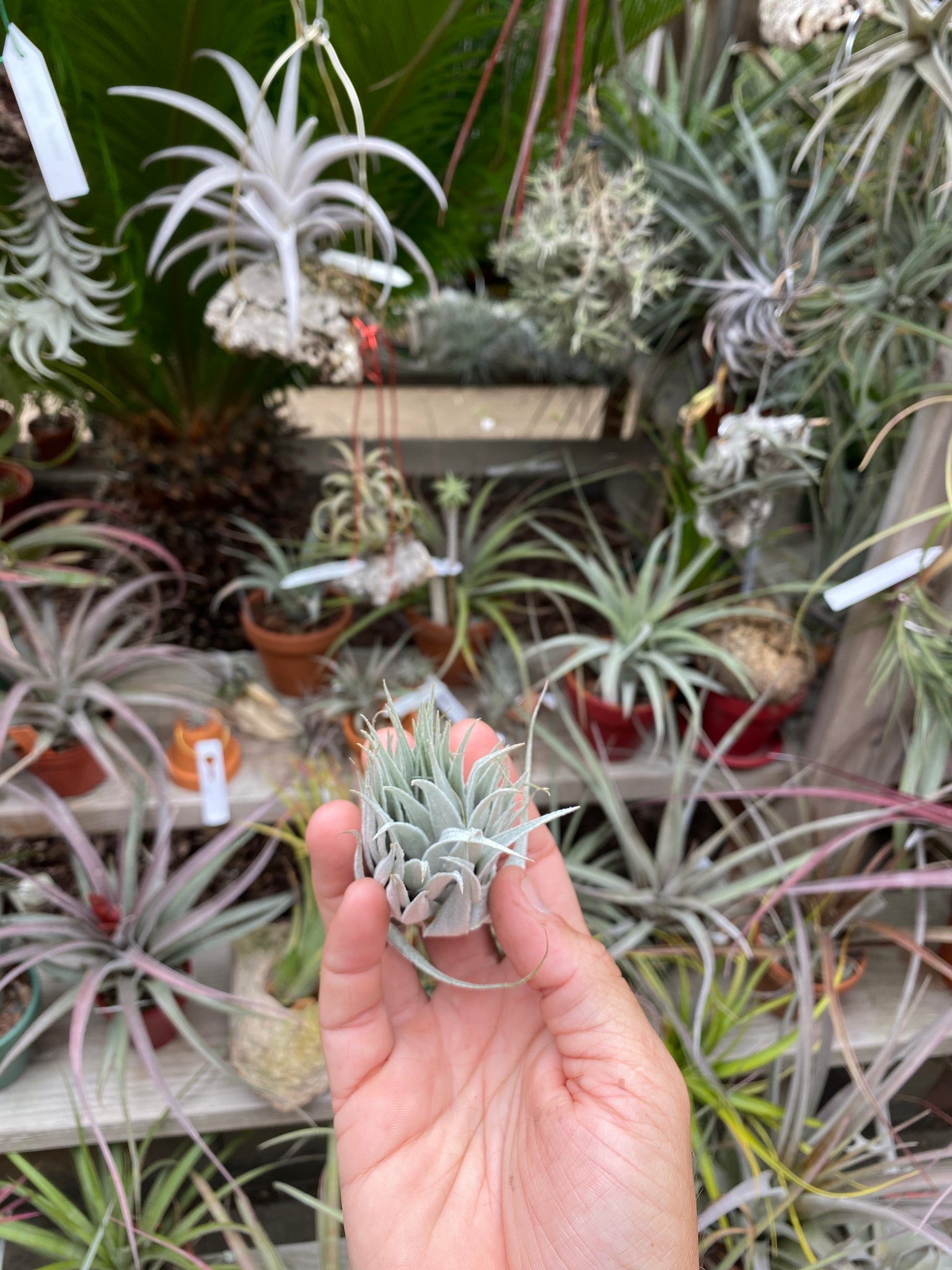 Tillandsia roseiflora x Tillandsia chapeuensis – Cuffel Farms