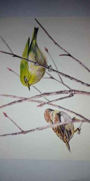 初心者の方も安心 水彩色鉛筆画入門｜三ツ境カルチャーセンター｜相鉄