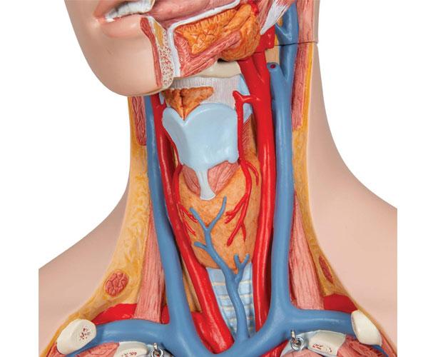 Classic Unisex Torso With Open Back Anatomy Model - 21 Part