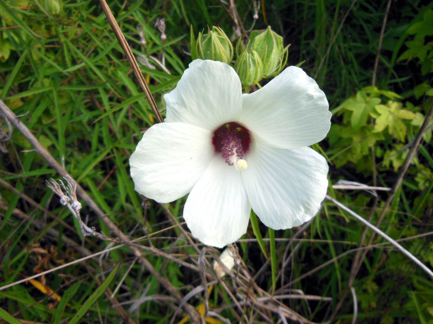 Hibiscus dasycalyx – Saving the Neches River Rose Mallow | Dave Creech