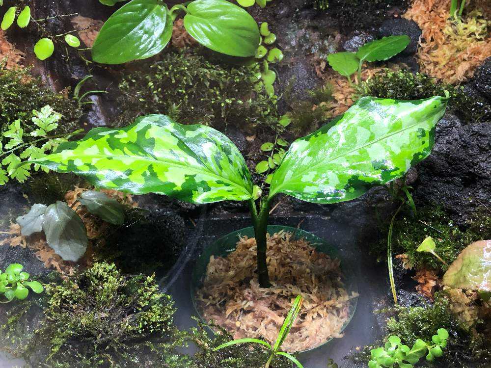 アグラオネマ ピクタム var トリコロール アンダマン諸島 ポートブレア