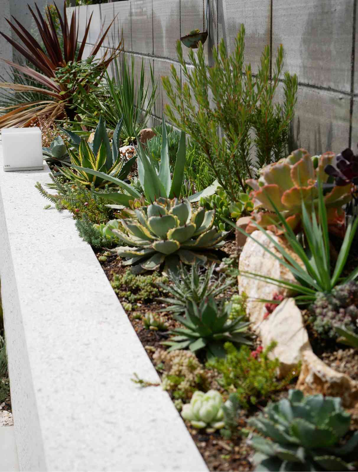 花壇のアガベ2021夏｜🍀GreenSnap（グリーンスナップ）