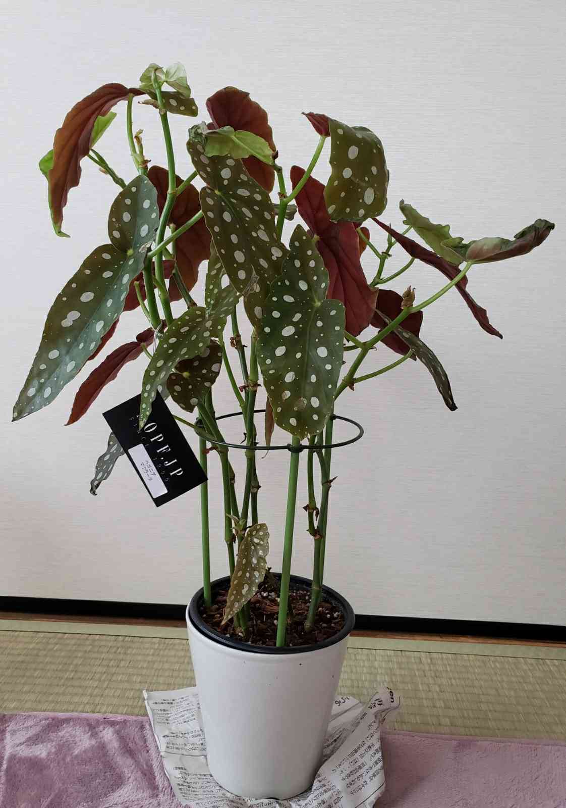 ベゴニア マクラータの観察記録🌱｜🍀GreenSnap（グリーンスナップ）