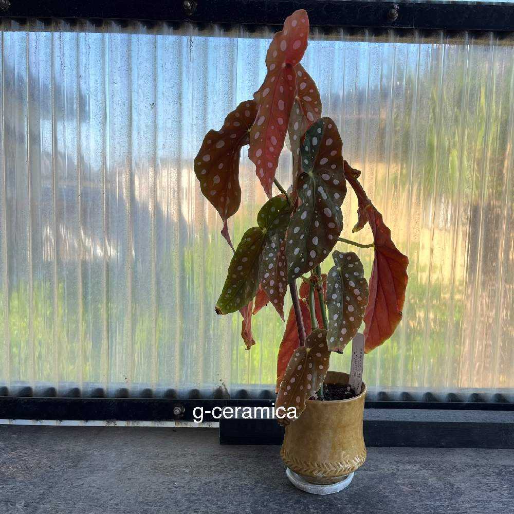 ベゴニアマクラータの成長記録☆｜🍀GreenSnap（グリーンスナップ）