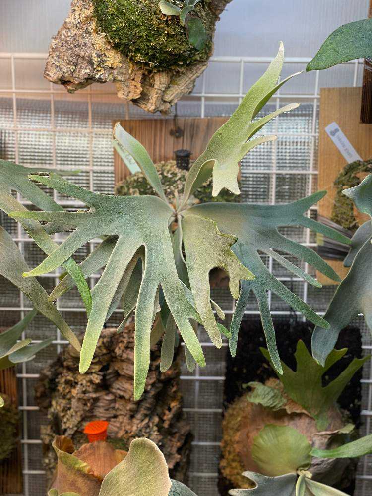 P. willinckii cv. Celso Tatsuta 成長記録｜🍀GreenSnap（グリーン